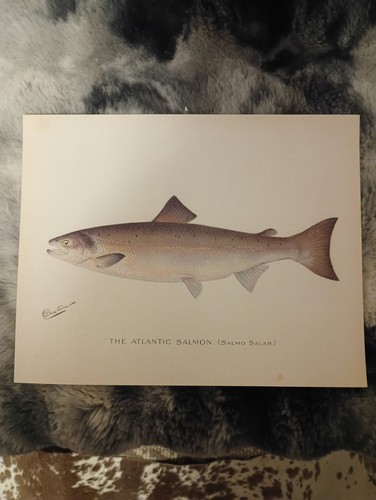 Quadro pesce decorazione