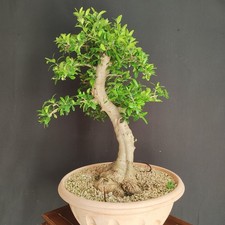 PRE BONSAI  DI OLIVASTRO