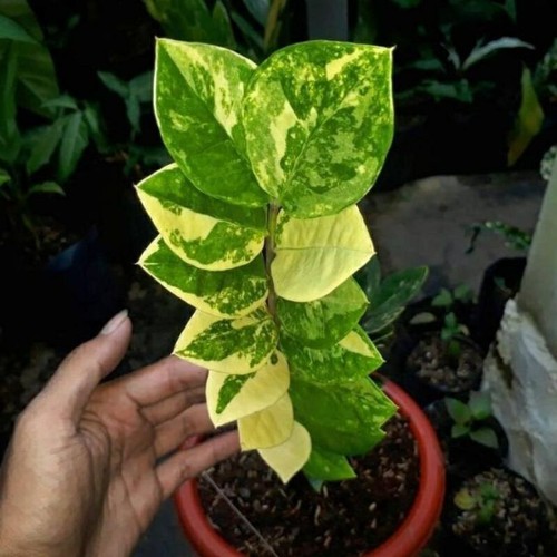 Zamia culcaszamiofolia - zamia,