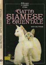 Gatto siamese e orientale. 