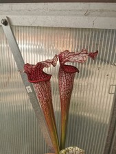 Sarracenia areolata x leucophylla alba #1 - Taglia S - Pianta Carnivora