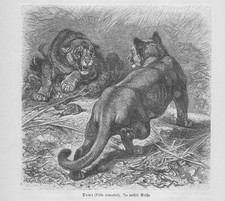 Puma Concolor Silberlöwe