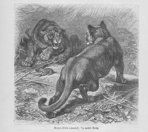 Puma concolor silberlöwe - puma,