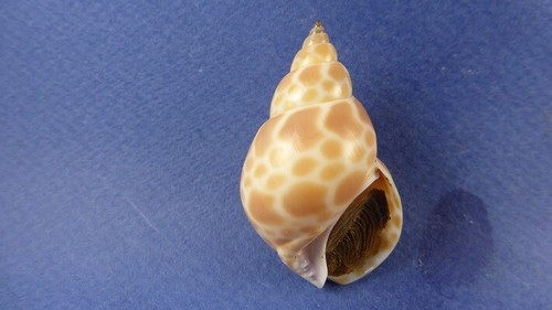 Coquillage babylonia zeylanica - coquillage,