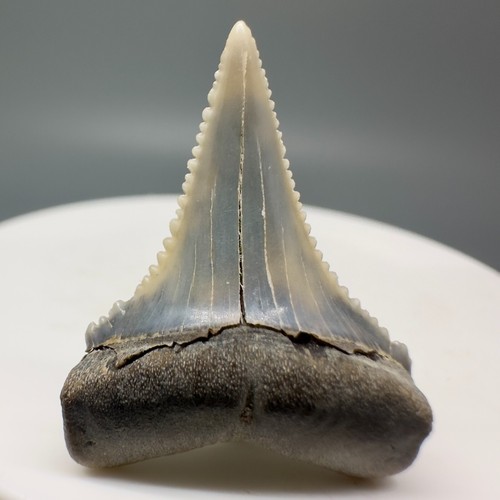 Dente squalo fossile 12 - di,