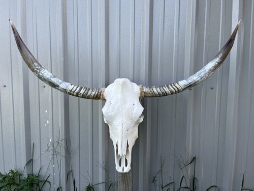Teschio manzo longhorn - teschio,