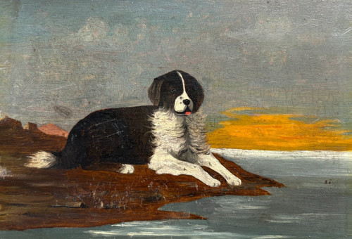 Animale tramonto cane - al,