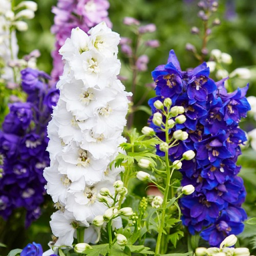 Lotto semi di delphinium - di,