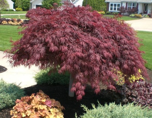 Acero rosso giapponese - , "acer