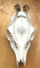 TESCHIO DI CAPRIOLO CON RICRESCITA CORNA