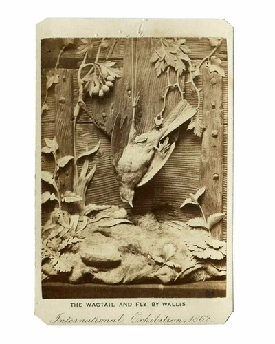 Cdv photo still life - still,