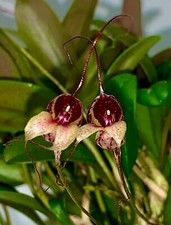 Masdevallia Specie 'Tubi