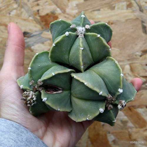 K046 astrophytum myriostigma - astrophytum,