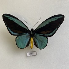 Entomologia*Ornitoptera