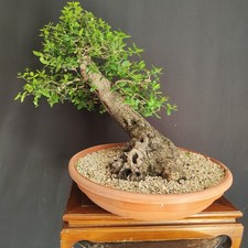 PRE BONSAI ESEMPLARE DI