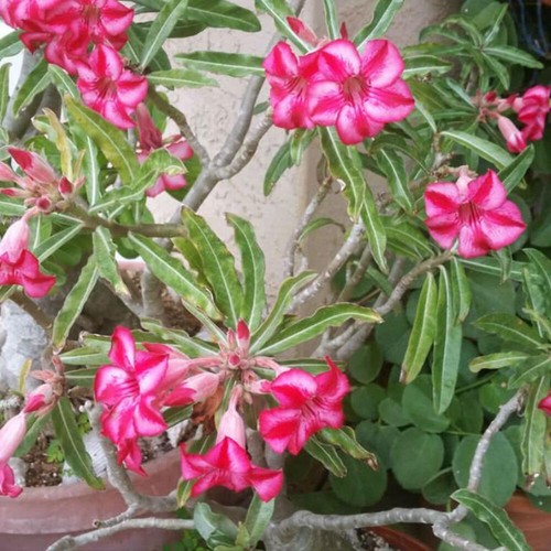 Adenium obesum subs somalense - obesum,