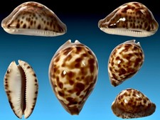 Cypraea zoila venusta - zoila,
