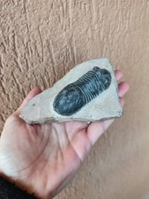 Fossili * GRANDE TRILOBITE
