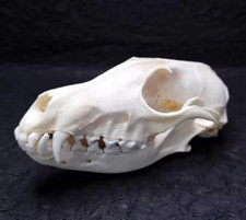 teschio di volpe resina