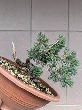 Itoigawa - Bonsai di ginepro - juniperus