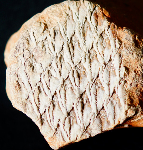 Rara pianta fossile