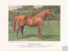 Cavallo Intero "Hannibal"