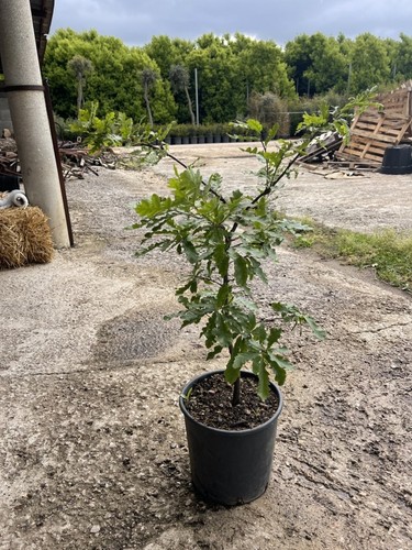 Quercia cerro - (vaso,