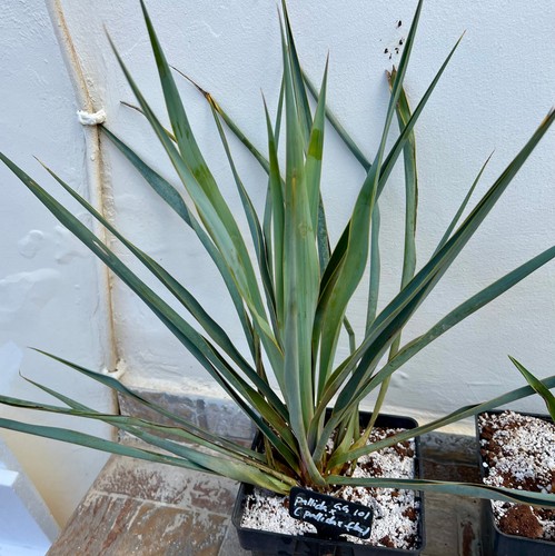 Yucca pallida - (y., x