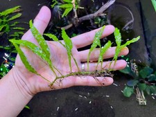 Felce di Giava "Mini" crescita