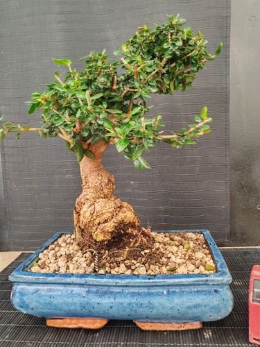 Bonsai olivastro h 38 - ,