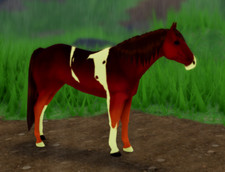 Cavallo Wild Horse Islands