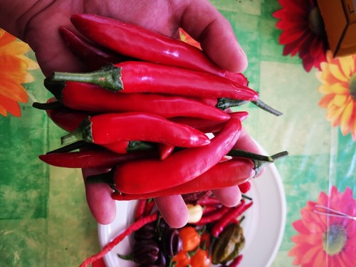 Semi red devil diavolo rosso - red, devil,