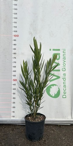Piante oleandro v18 - piante, di
