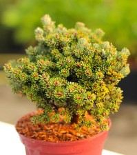 Abete coreano nano Abies