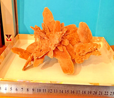 ROSA del DESERTO - minerale