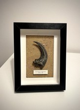 Artiglio Artiglio Velociraptor