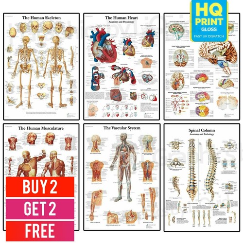 Human anatomy educational - human,