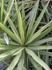 Yucca elephantipes variegata