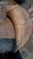 Antico Portacote In Corno con
