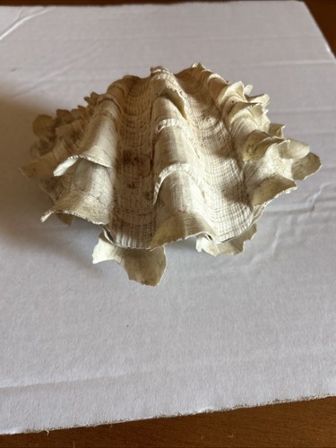 Conchiglia shell tridacna - shell,