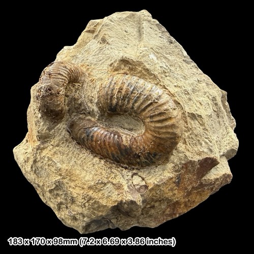Rare eubostrychoceras - rare,