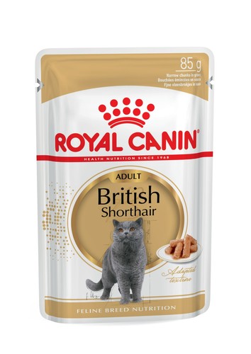 British shorthair gravy - shorthair, in