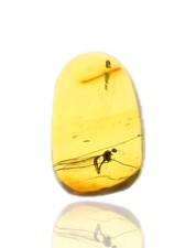 Detailed Limoniinae (Crane