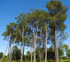 Pinus pinaster - Pino Marittimo | Pino a grappolo