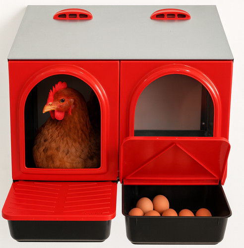 Nido bifamiliare per galline - bifamiliare,
