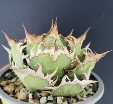 VERY RARE! Agave Titanota