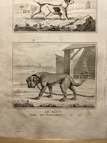 Antica illustrazione 1835 - illustrazione,