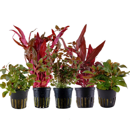 Piante set con - set, rosso