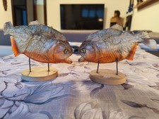 animali imbalsamati