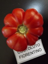 Pomodoro Costoluto Fiorentino